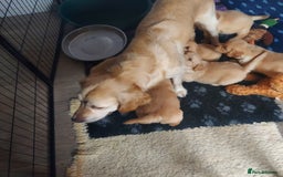 Golden Retriever dogs for sale: STUNNING Golden Retriever pups (1 BOY LEFT)  - Image 6