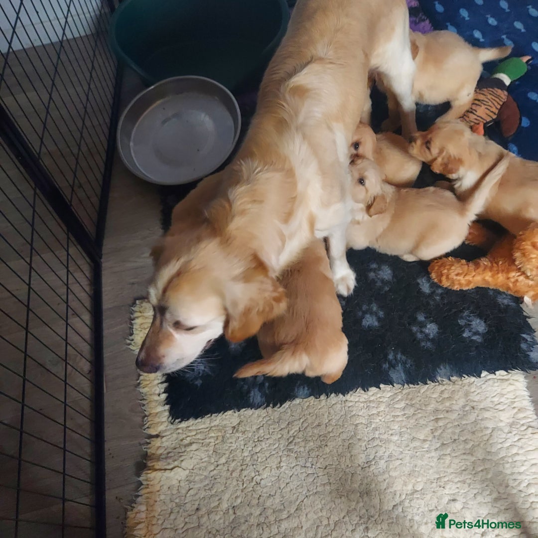 Golden Retriever dogs for sale: STUNNING Golden Retriever pups (1 BOY LEFT)  - Image 6
