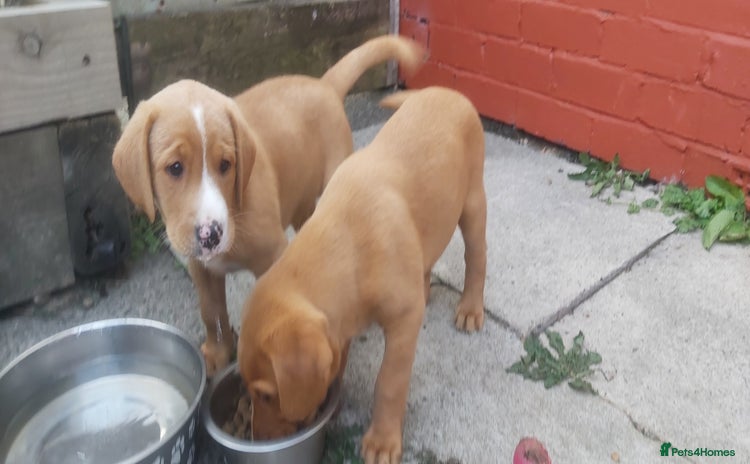 Labrador Retriever dogs - Advert 14