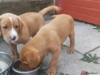 Labrador Retriever dogs - Advert 21