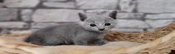 Russian Blue cats for sale: Pure Russian Blue kittens for sale 💙  - Advert 14