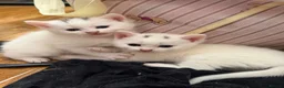 Ragdoll cats for sale: 5 Gorgeous kittens for sale - Advert 3