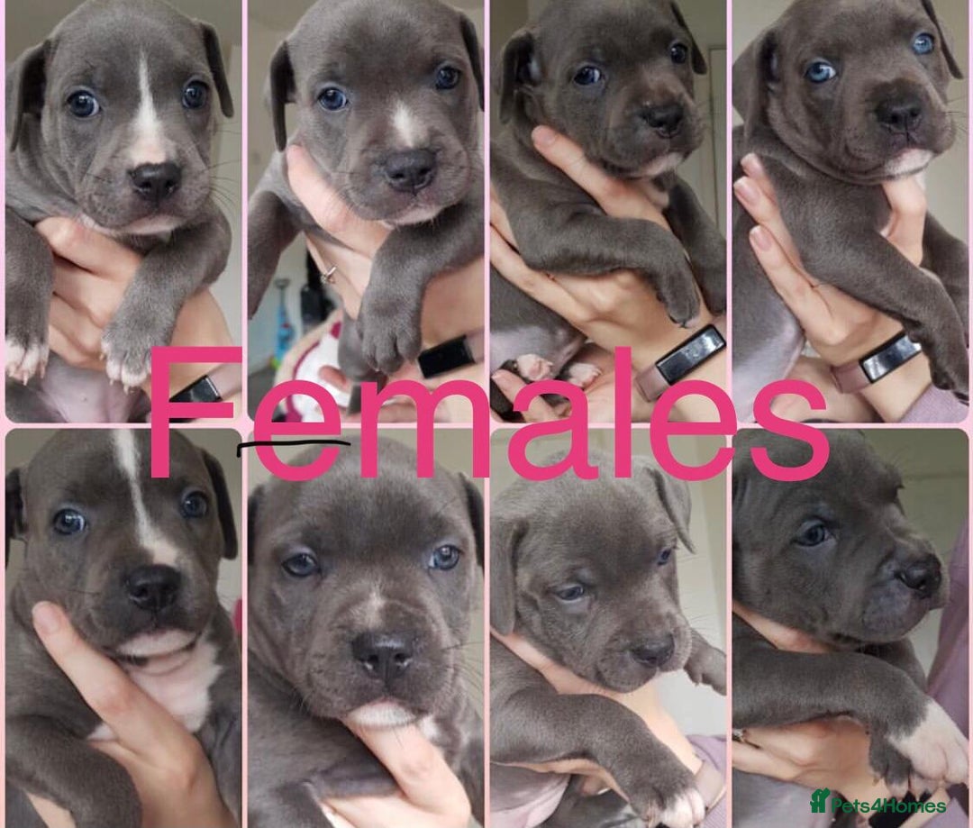 Staffordshire Bull Terrier dogs for sale: Beautiful blue Staffordshire bull terrier puppies  - Image 14