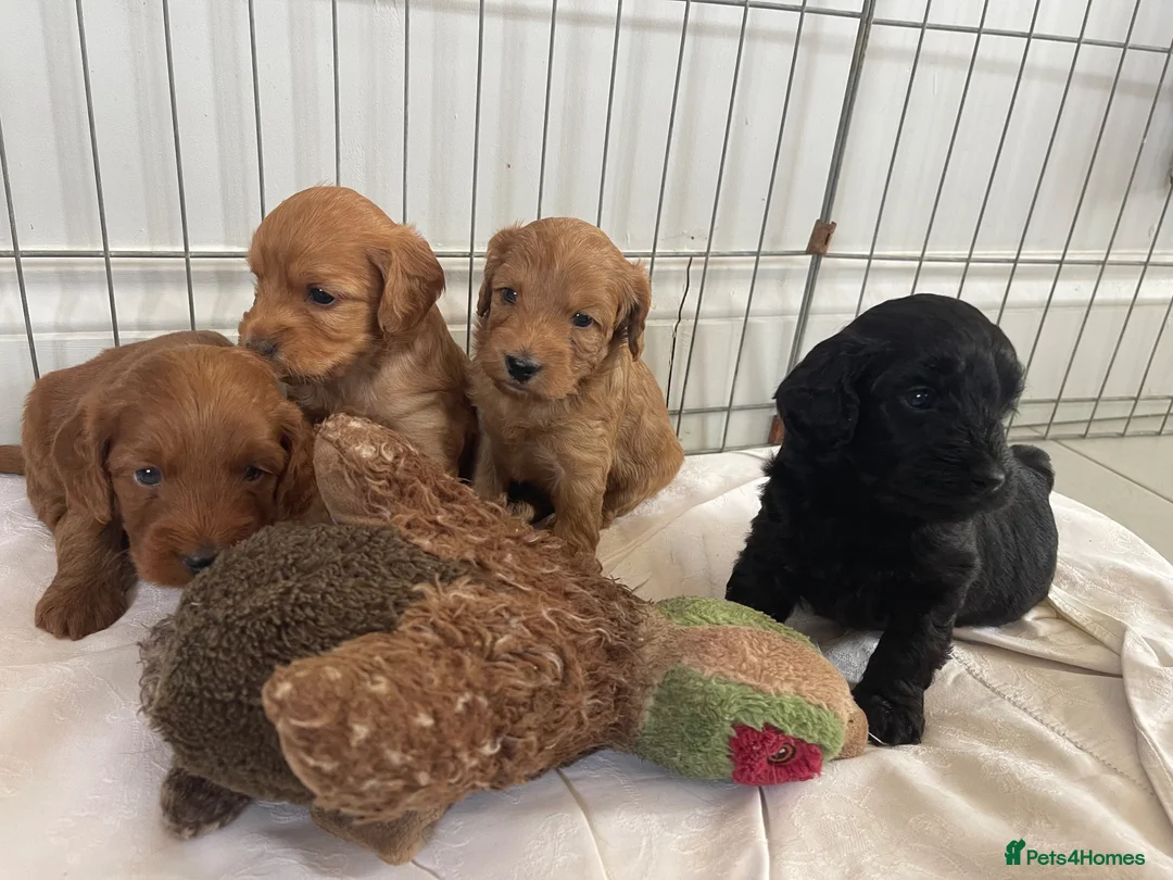 Cockapoo dogs for sale: F1 cockapoo puppies  - Advert 2