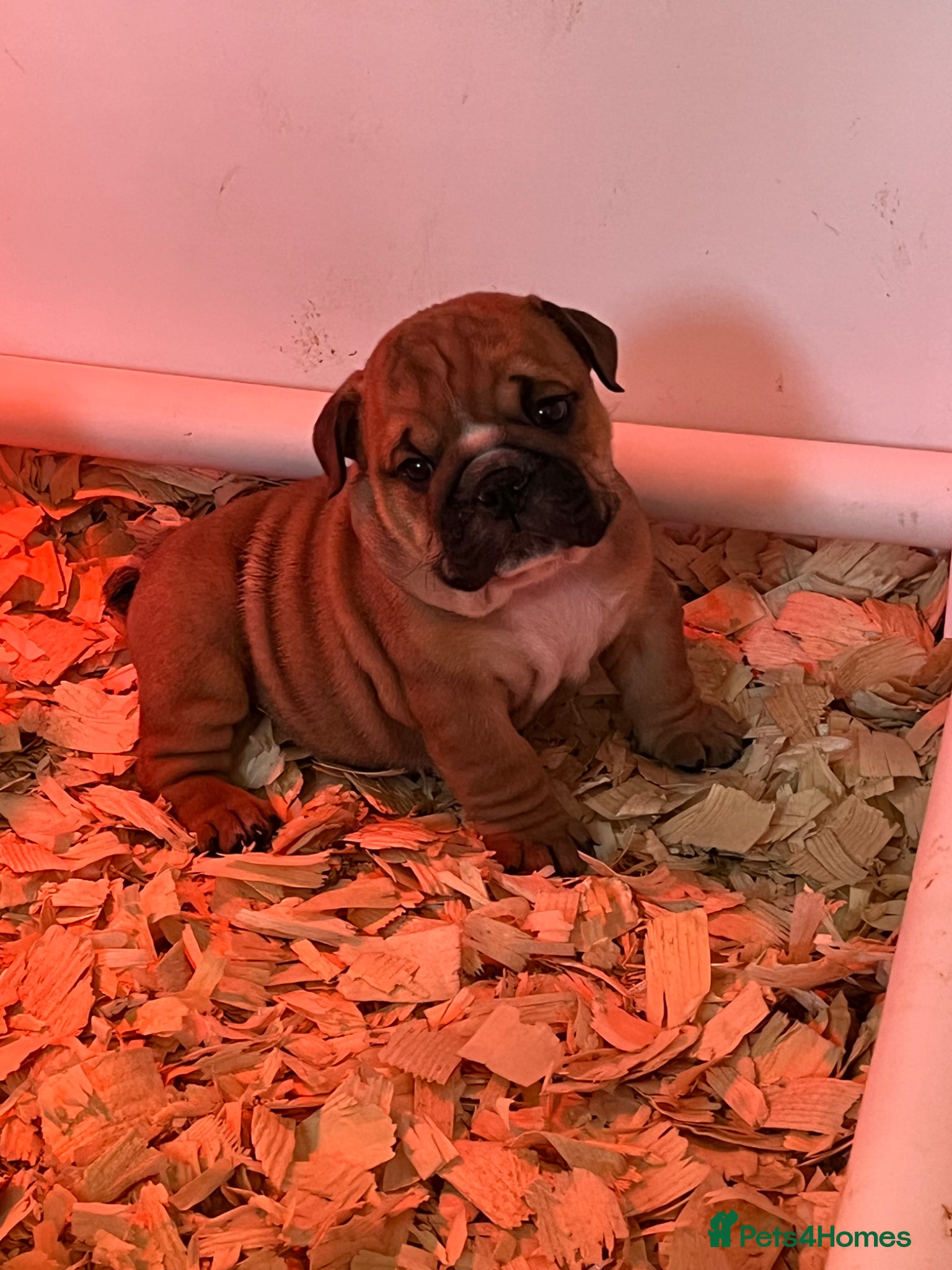 English Bulldog dogs Ready to leave in 3 weeks  - Advert 1