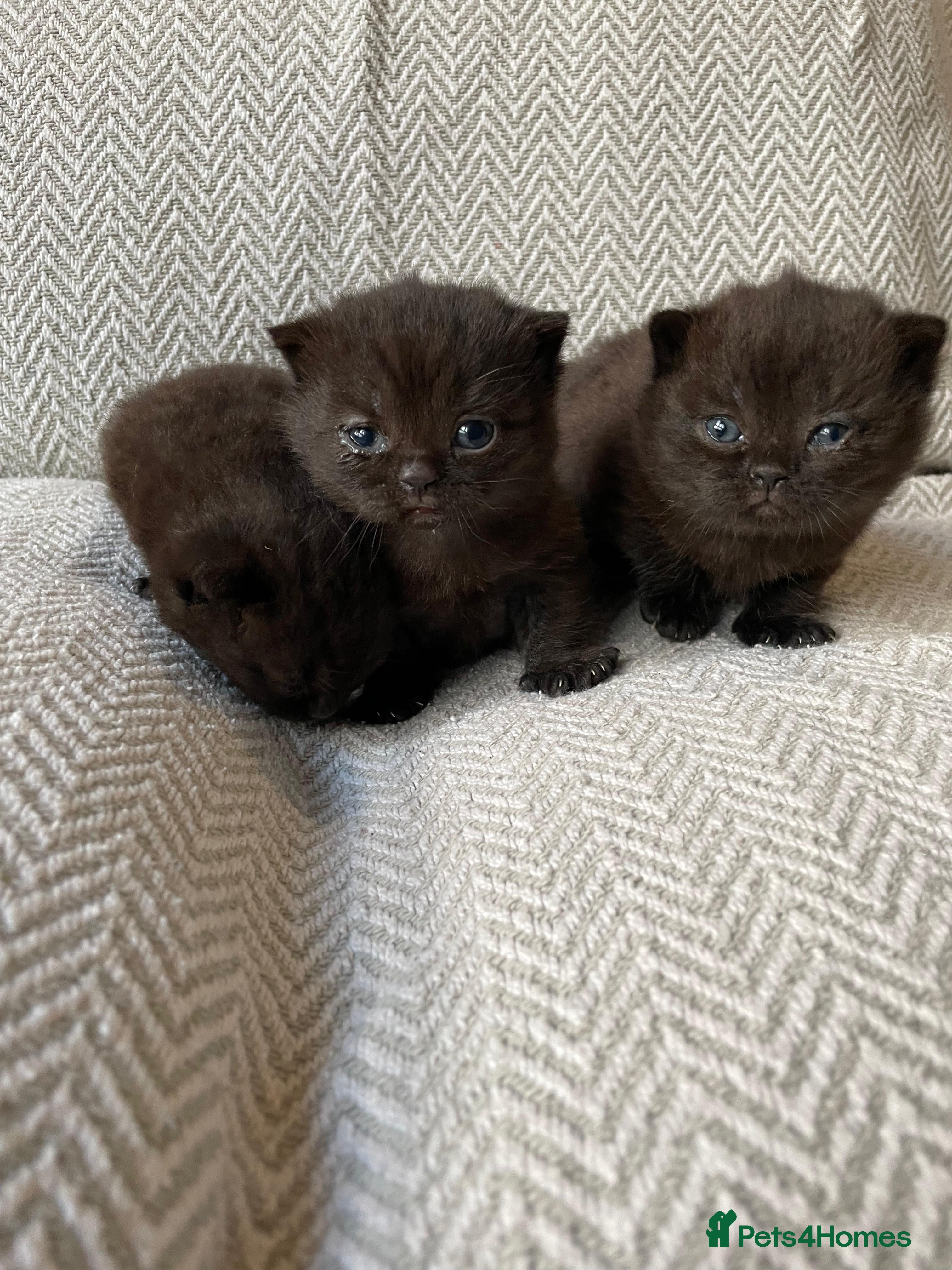 British Shorthair cats Chocolate British Shorthair Kittens  - Advert 3