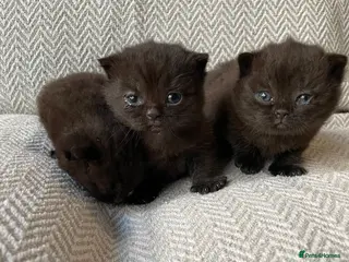 British Shorthair cats Chocolate British Shorthair Kittens - Advert 3