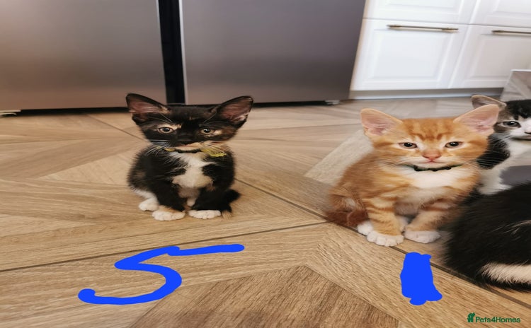 Mixed Breed cats - Advert 13