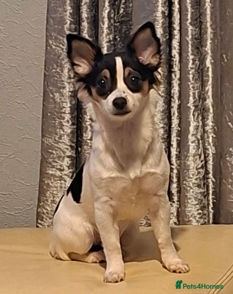 Mixed Breed dogs for sale: Chihuahua / Papillon mix. Female. - Advert 6