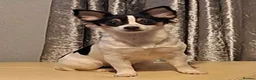Mixed Breed dogs for sale: Chihuahua / Papillon mix. Female. - Advert 1