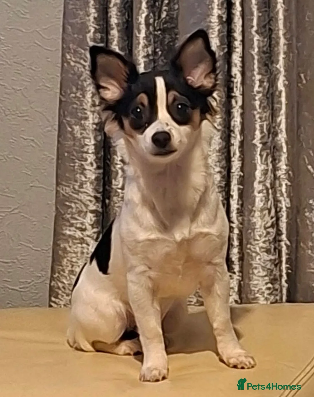 Mixed Breed dogs for sale: Chihuahua / Papillon mix. Female. - Advert 1