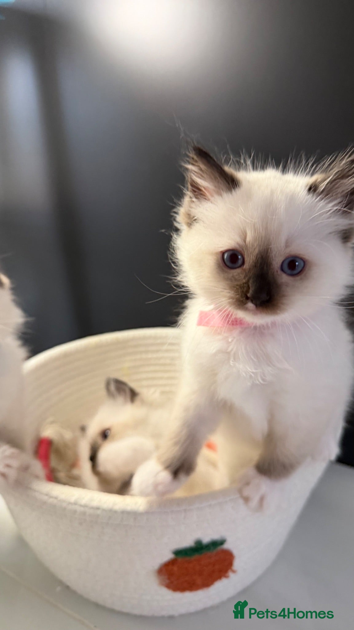 Ragdoll cats GCCF Ragdoll Sealpoint Mitted kitten - Advert 2