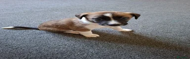 Mixed Breed 4