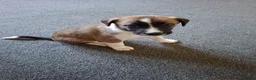 Mixed Breed dogs for sale: Jack Russell whippet x goldendoodle  - Advert 6