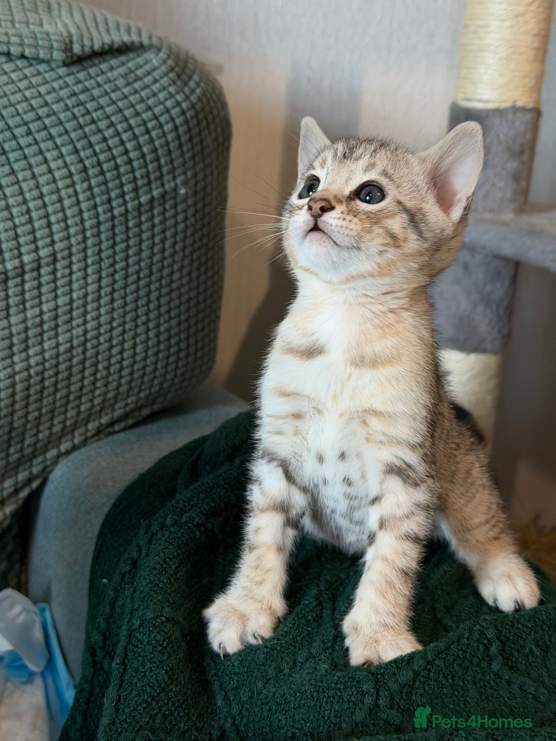 Bengal cats for sale: Bengal kitten. ONLY 2 left - Advert 12