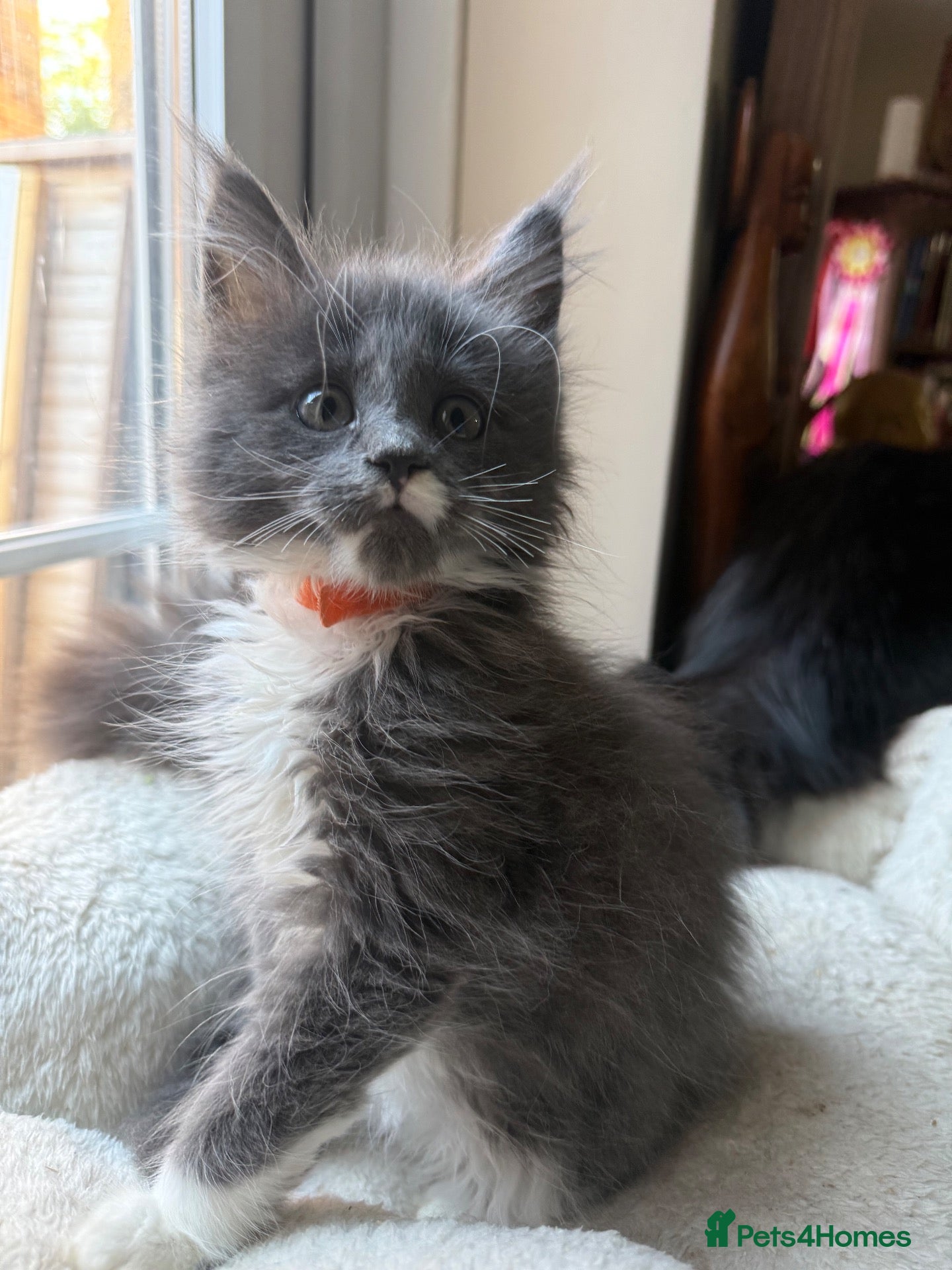 Maine Coon cats Health Tested TICA Registered Maine Coon Kittens - Advert 14