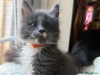Maine Coon cats Health Tested TICA Registered Maine Coon Kittens - Advert 14