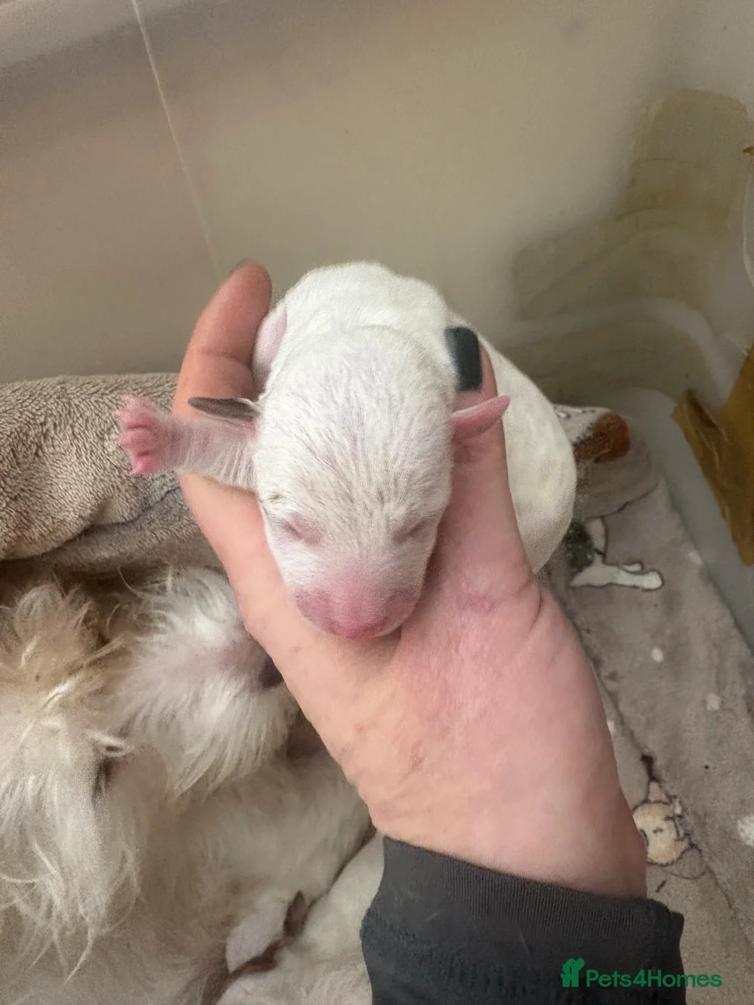 Jack Russell dogs for sale: Beautiful wire haired Jack Russell Puppies - Advert 9