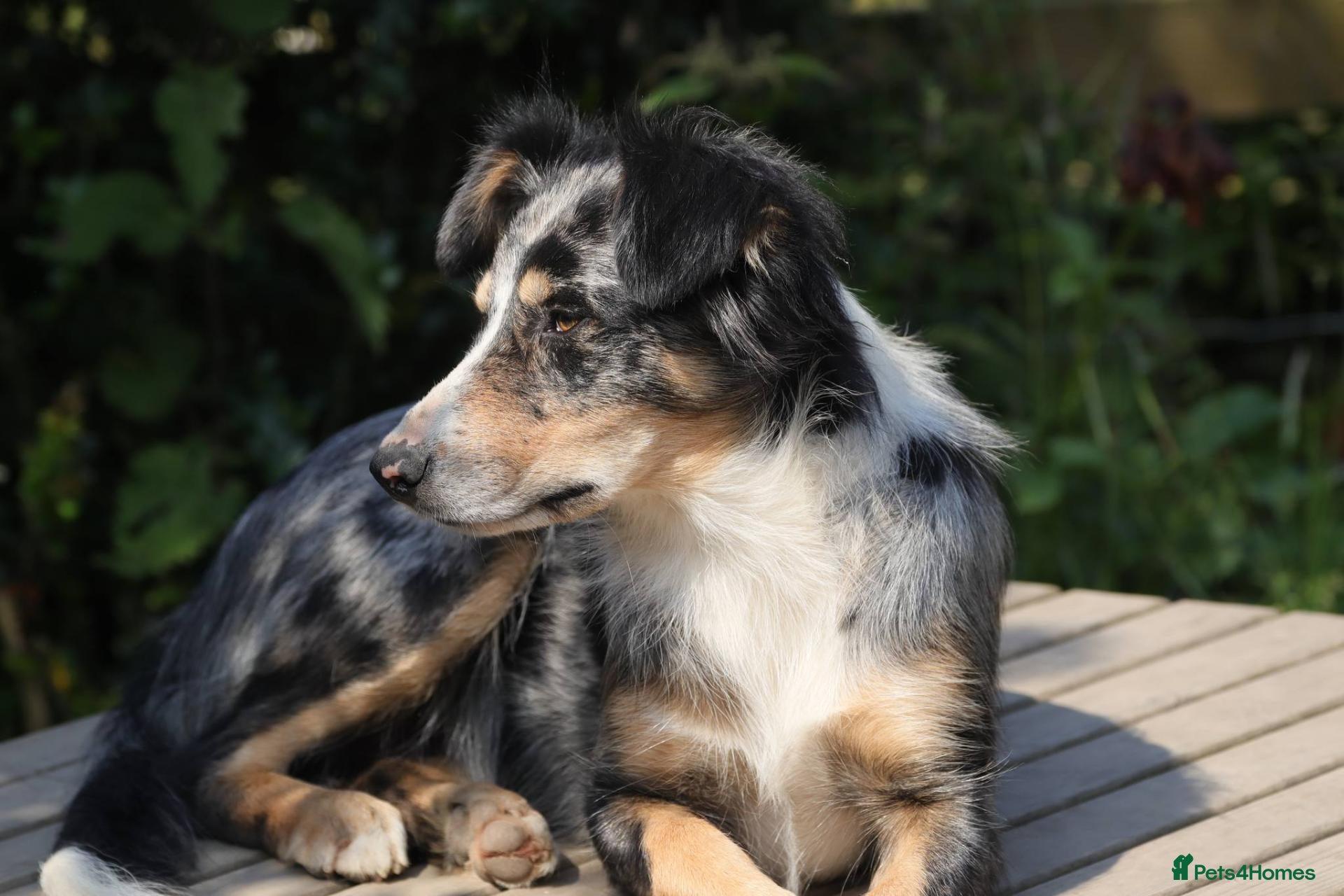 Border Collie dogs Specialist Bred Border Collie Pups Merle - Advert 1