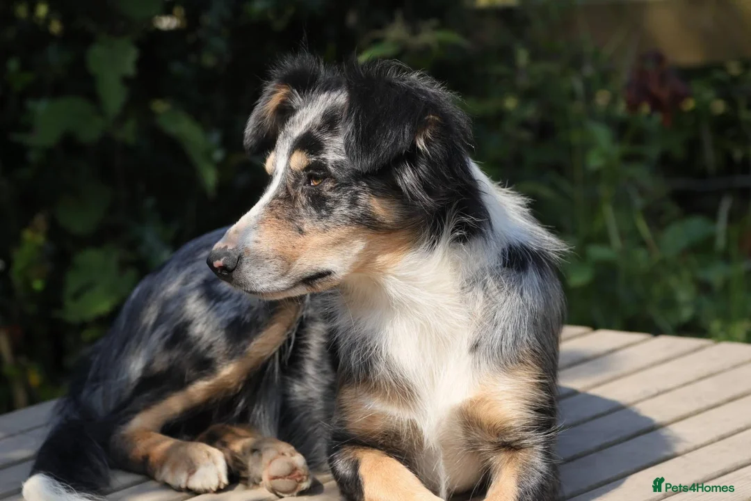Border Collie dogs for sale: Specialist Bred Border Collie Pups Merle - Advert 1