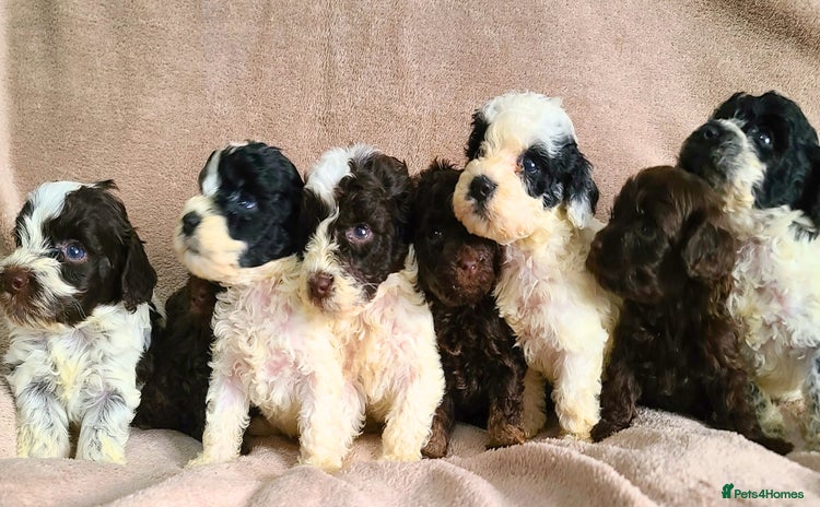 Cockapoo dogs - Advert 1