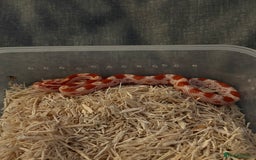 Corn Snake reptiles for sale: Only have 10 beautiful amel Cornsnakes left - Image 10