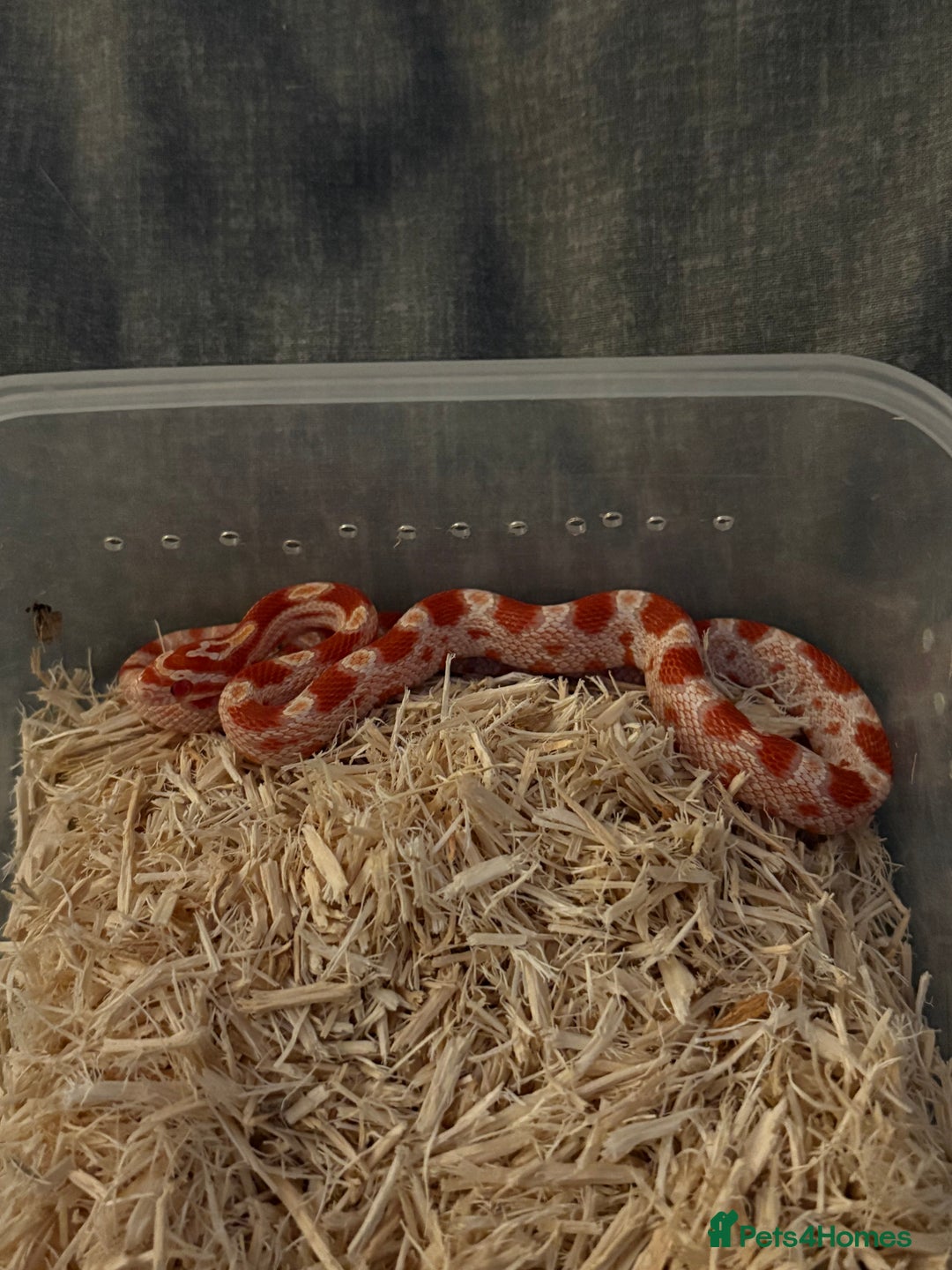 Corn Snake reptiles for sale: Only have 10 beautiful amel Cornsnakes left - Image 10