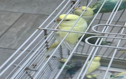 Budgerigars birds for sale: Baby Budgies in Birmingham - Image 6