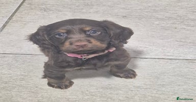 Cocker Spaniel dogs - Advert 5