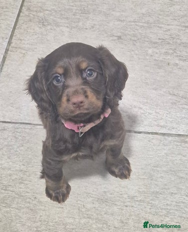 Cocker Spaniel dogs - Advert 14