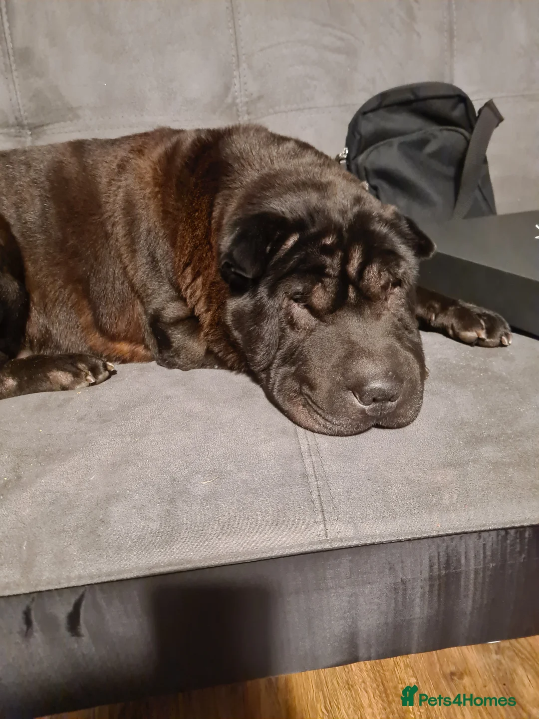 Shar Pei dogs for stud: studded previously in Liverpool - Advert 5