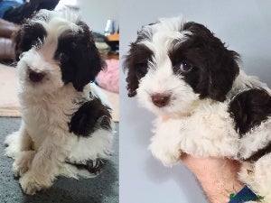 Cockapoo dogs *NEW VIDEOS* F1 Chocolate Parti Cockapoo Boy. - Advert 16