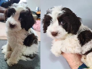 Cockapoo dogs *NEW VIDEOS* F1 Chocolate Parti Cockapoo Boy. - Advert 16