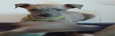 Boy Whippet 3