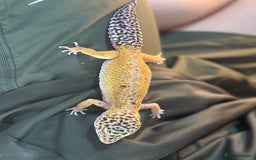 Leopard Gecko reptiles for sale: Female Leopard Geckos x 2 - Image 6