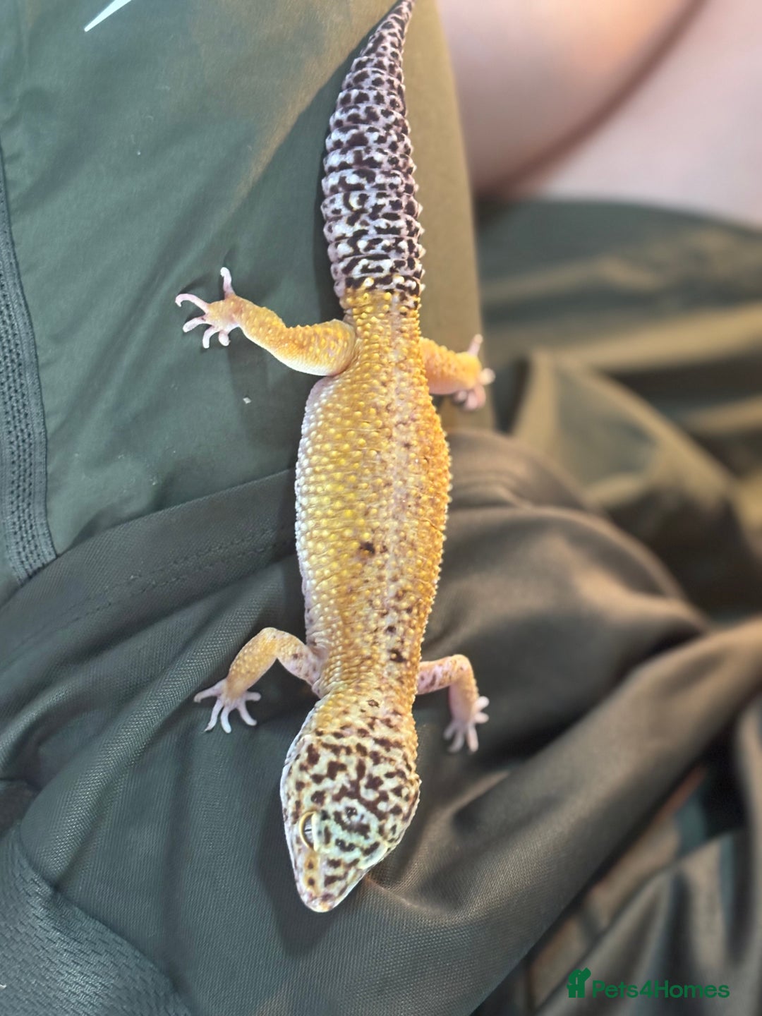 Leopard Gecko reptiles for sale: Female Leopard Geckos x 2 - Image 6