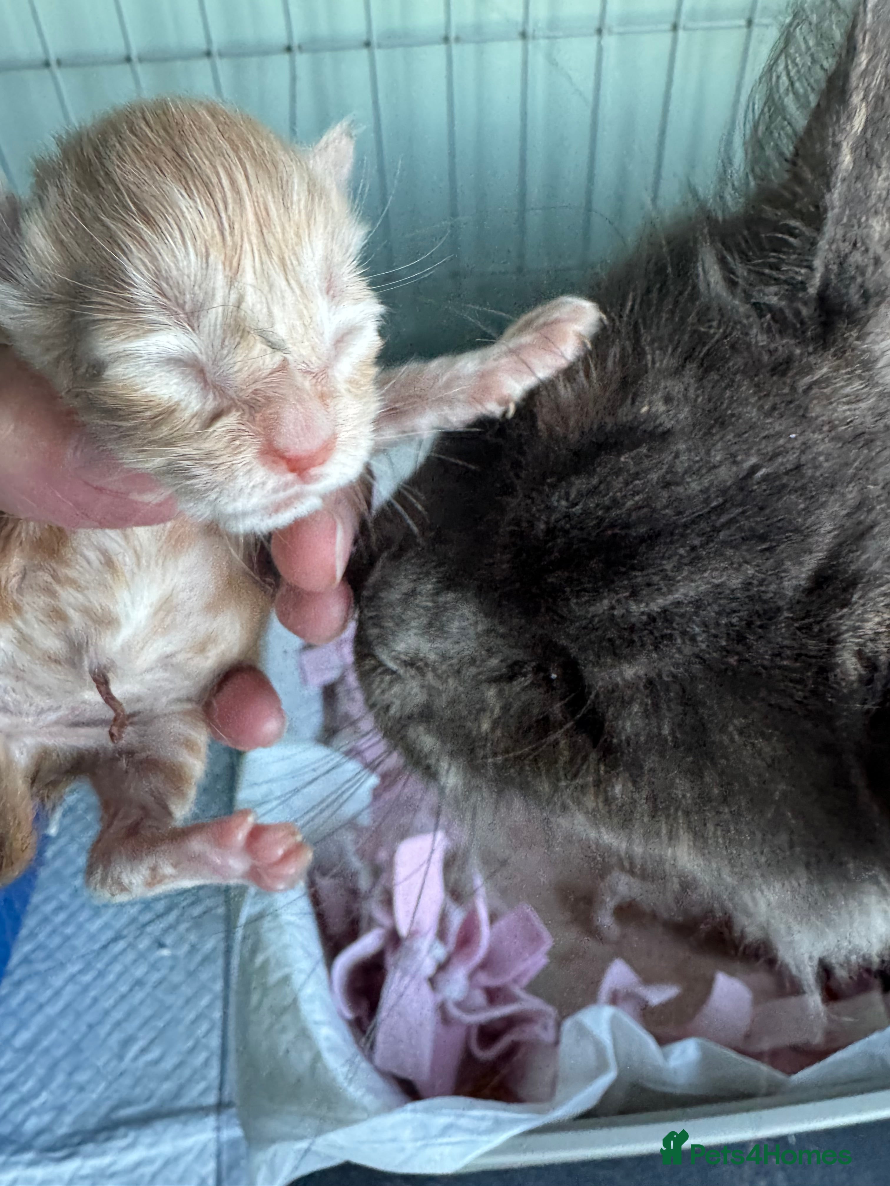 Maine Coon cats Pedigree Cream & White Bicolour Mainecoon kitten - Advert 4