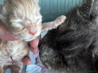 Maine Coon cats Pedigree Cream & White Bicolour Mainecoon kitten - Advert 3