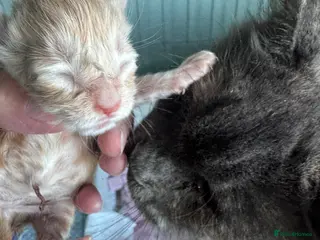 Maine Coon cats Pedigree Cream & White Bicolour Mainecoon kitten - Advert 14