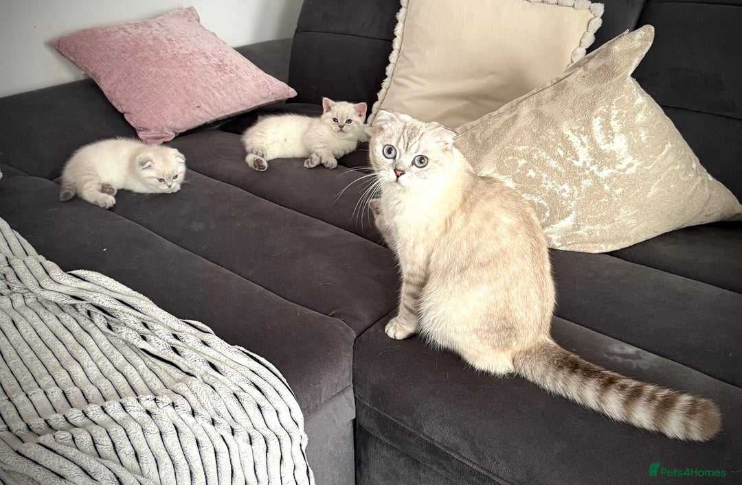 Scottish Fold cats for sale: 😻Stunning Pure breed Scottish fold kittens 😻 - Advert 11