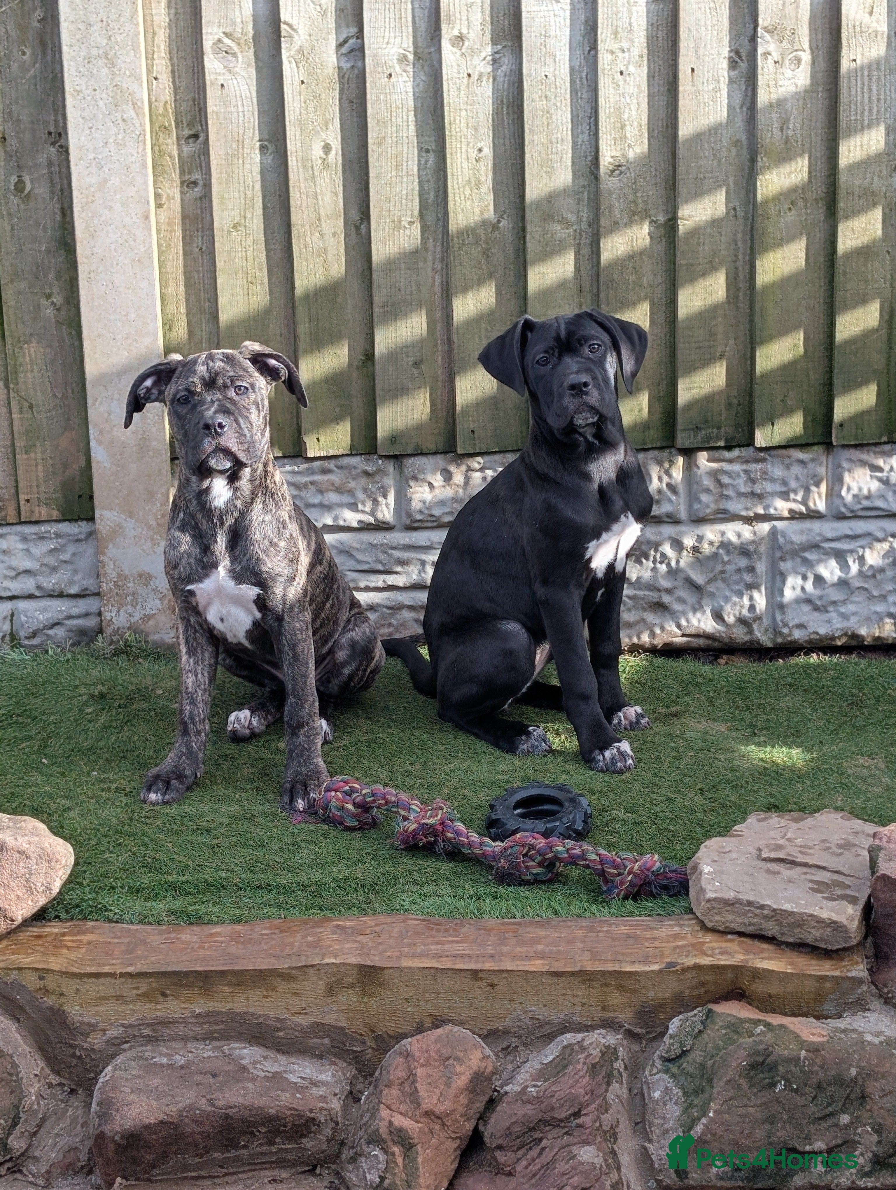 Cane Corso dogs Female cane corso puppies  - Advert 9