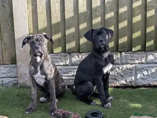 Cane Corso dogs Female cane corso puppies - Advert 9