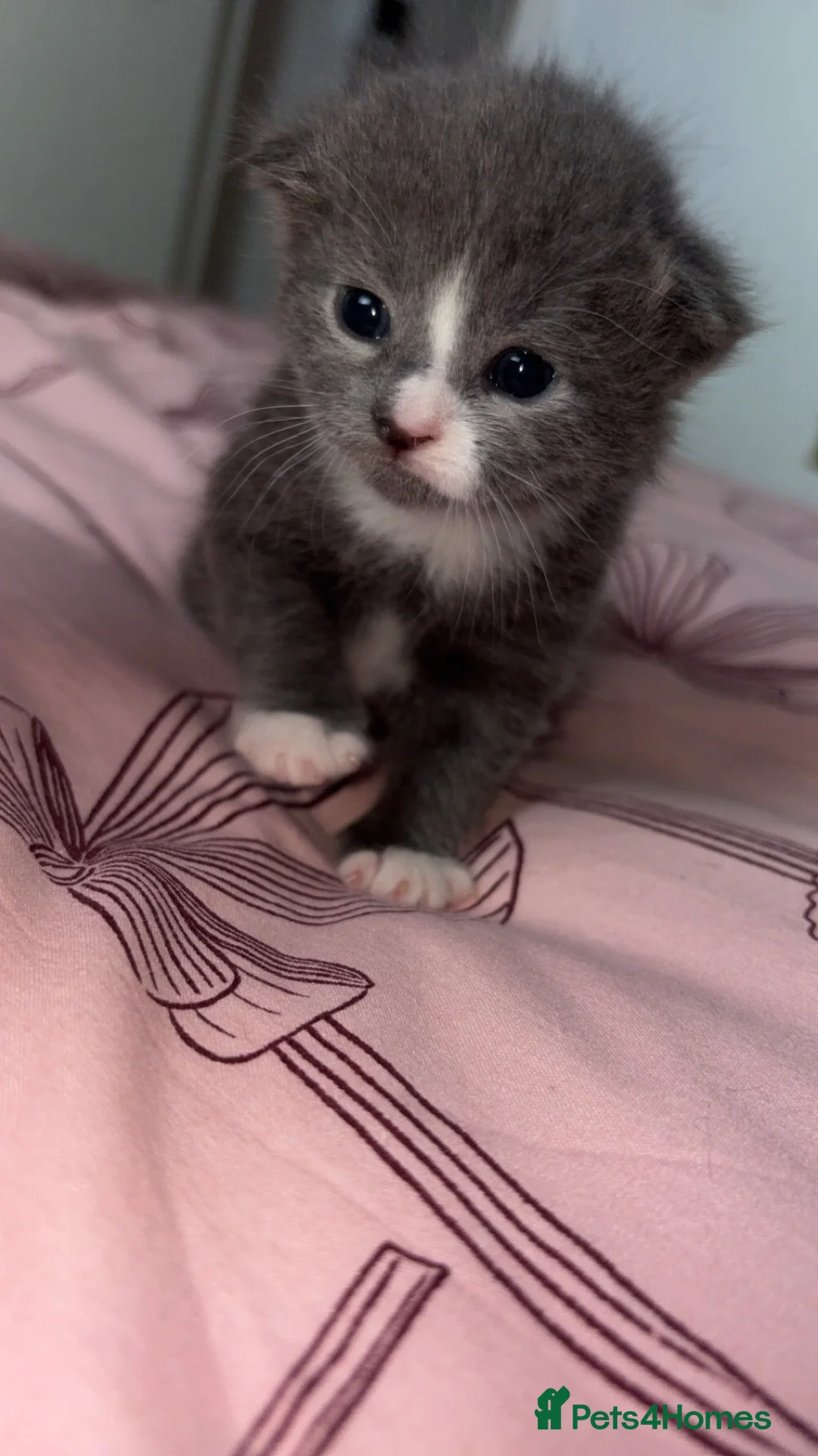 British Shorthair cats for sale: 1 male & 1 female  - Advert 2
