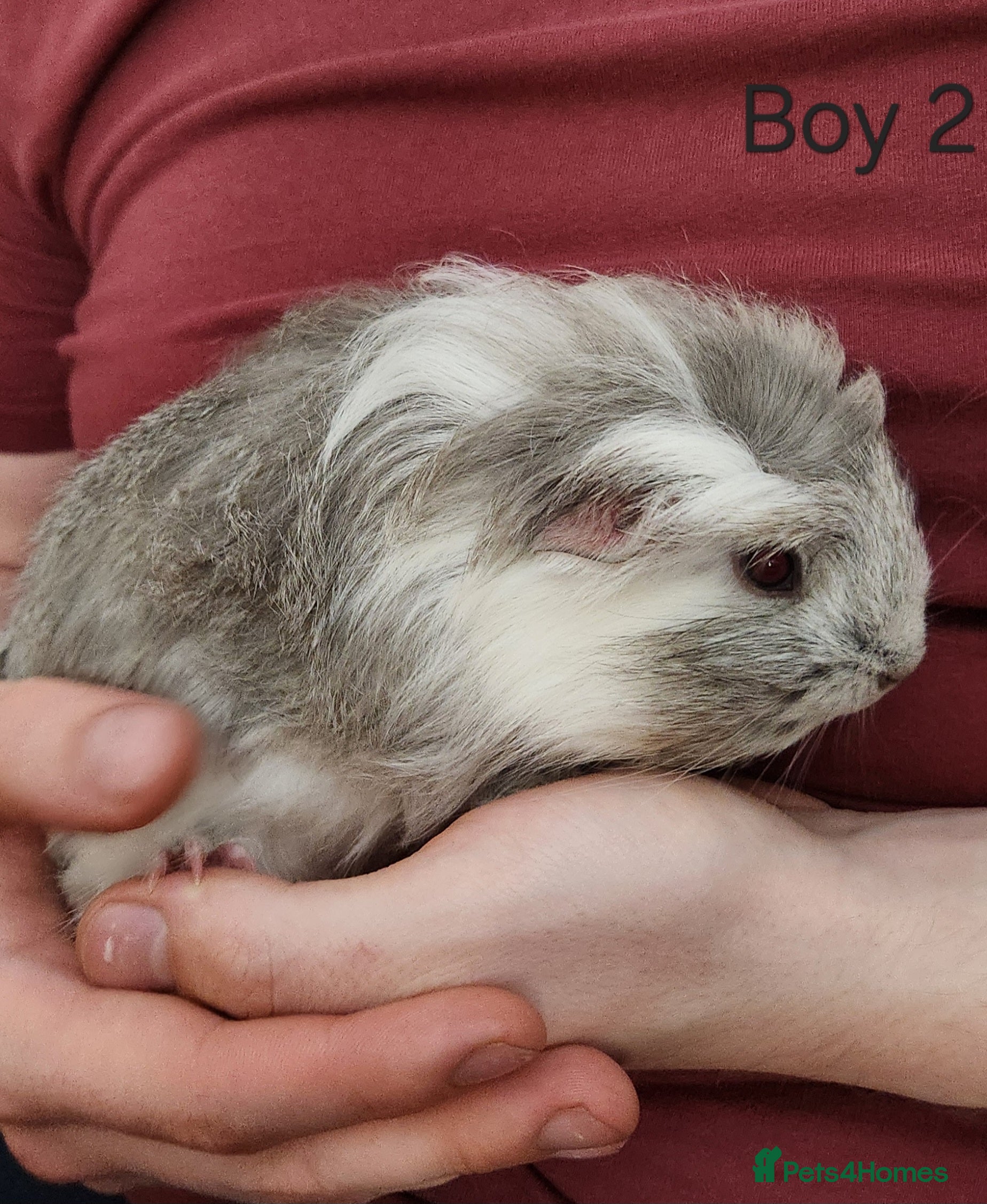 Guinea Pig rodents Adorable Guineas - Various Ages - Advert 6