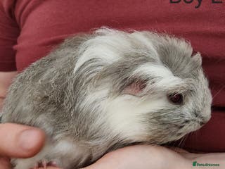 Guinea Pig rodents Adorable Guinea pair - Advert 8