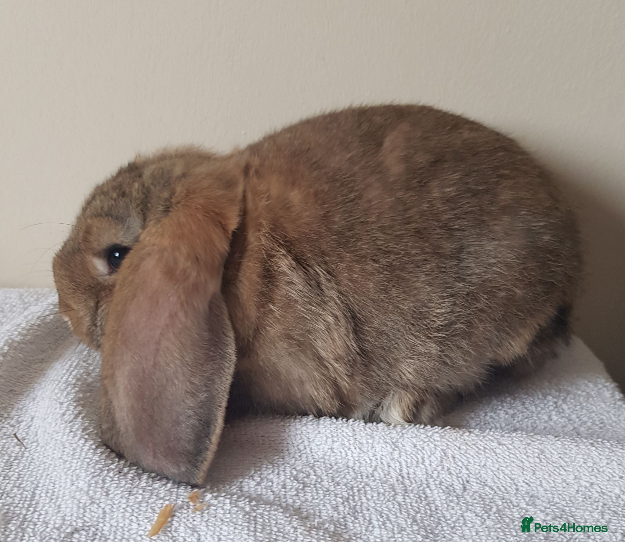 German Lop rabbits Baby buck rabbits - Advert 1