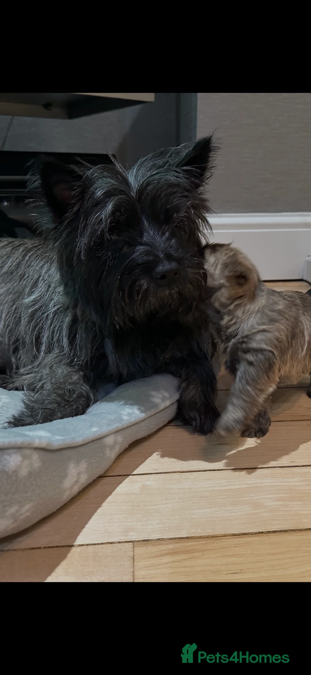Cairn Terrier dogs for sale: Cairn terrier pups  - Advert 1