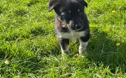 Border Collie dogs for sale: 4 border collie males looking for forever homes  - Image 26