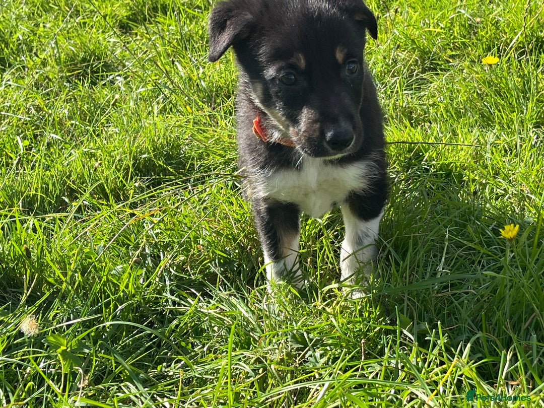 Border Collie dogs for sale: 4 border collie males looking for forever homes  - Image 26