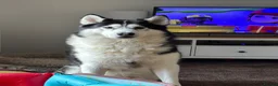 Utonagan dogs for sale: Husky/malamute 4y Has Hip dysplasia  in Leyburn - Advert 5